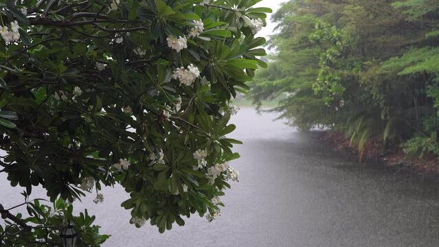 Nuture Concept,Raindrops falling on white plumeria flowers near the river, White plumeria flowers under the rain in the spring season with Rain Sound.