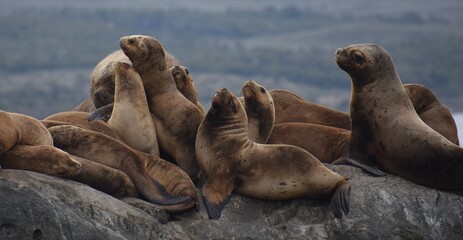 Large group of sea lions resting together on the rocks in the Beagle Channel, Argentina
