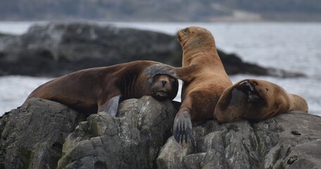 Sea lion resting it's flipper on another sea lion while resting on a rock