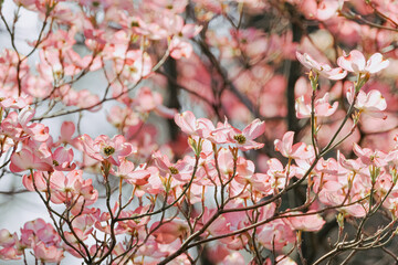 pink dogwood blossoms in spring
