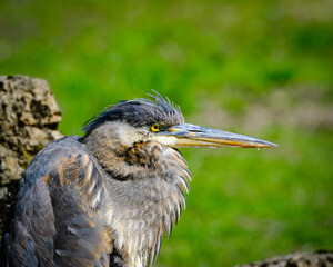 great blue heron