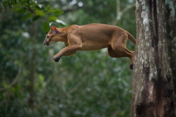Thrilling Fossa in Action: Captivating Moments in a Lush Tropical Forest