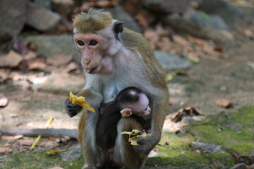 Toque monkey and baby sitting on