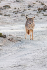 Coyote (Canis latrans) on a dirt road in Baja California, Mexico