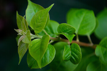 green leaves background