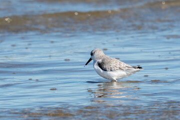 a lone sandpiper with mostly white plumage and some black and gray on top is in the wet sand close to the surf foraging for small shellfish on the beach