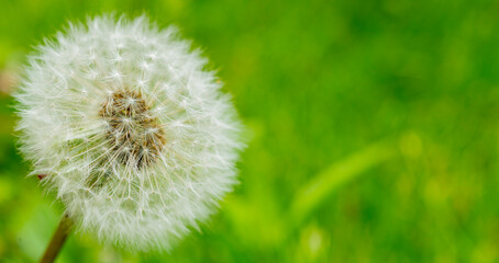 Fototapeta premium dandelion closeup for wallpaper desktop banner background.white dandelion on green background macro