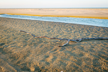 The rising sunlight hits a lone piece of driftwood washed onto the beach, in a unique environment of small reservoir finger lakes near the ocean on a geological cape feature along the seaboard coast