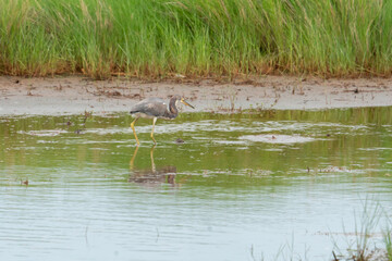 great blue heron gracefully stalks prey in the water, just moments before it lunges forward to strike at small bait fish in the shallow tidal pools of a coastal wetland ecosystem
