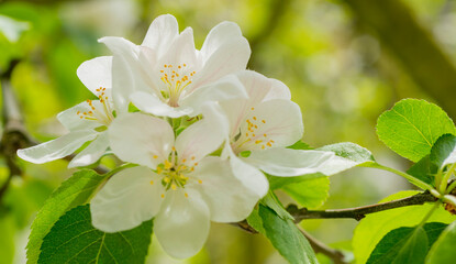 apple tree flowers for banner background
