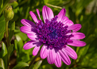 Obraz premium A purple daisy hybrid flower close up