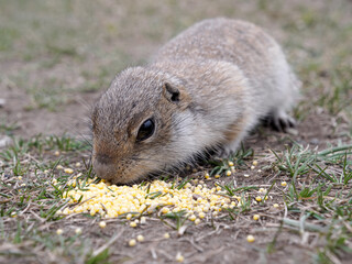 Naklejka na ściany i meble Long-tailed gopher is eating grains of millet on a grassy lawn. Close-up