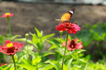 butterfly on a flower