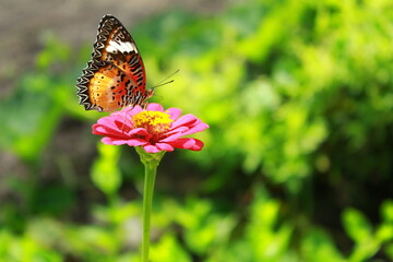 butterfly on flower