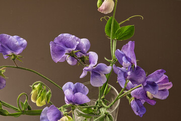 庭で育てた紫色のスイートピーを、花瓶に活けて部屋に飾った風景