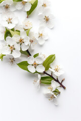 Flowers on white background.