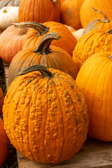 pile of pumpkins background