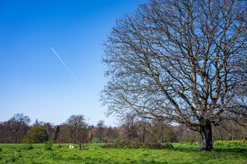 ケンジントン・ガーデンズの葉っぱのない樹木と青空に浮かんだ飛行機雲