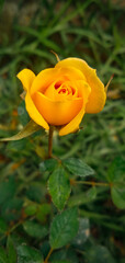 Yellow dwarf rose that has yet to sprout