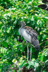Asian openbill