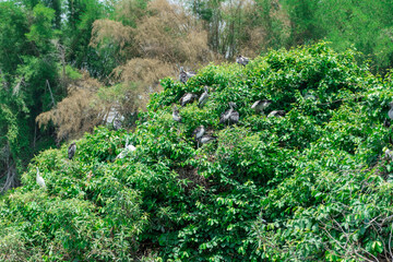 Fototapeta premium Asian openbill