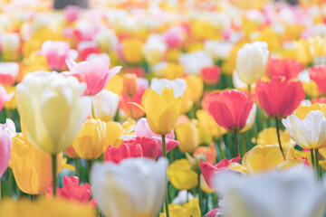 満開チューリップ