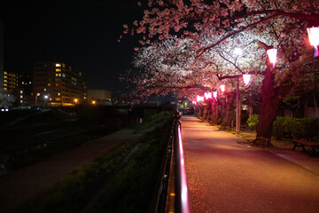 ピンク色の提灯に照らされた川辺の夜桜とビルの夜景
A beautiful night scene of the cherry blossom at the riverside with some buildings