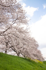 緑の土手の満開の桜並木
Cherry blossoms on the green bank
