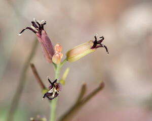 A close up macro shot of heartleaf twistflower (Streptanthus cordatus) also known as jewelflower. This flower has thick sepals and small, twisted, dark purple petals.