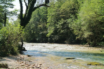 The image of a mountain river. On the river forest.