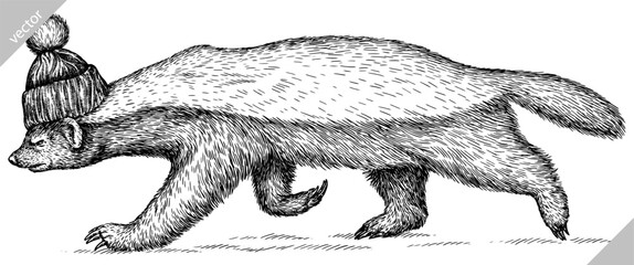 Vintage engraving isolated honey badger set glasses dressed fashion illustration ink costume sketch. Ratel background tropical animal silhouette sunglasses hipster hat art. Hand drawn vector image.