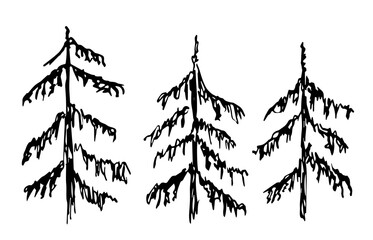 Simple black outline vector drawing. Coniferous trees, old firs. Dense forest. Sketch in ink. Nature and vegetation.