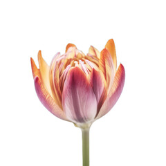 Fototapeta na wymiar pink tulip isolated on transparent background cutout