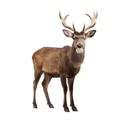 deer head isolated on transparent background cutout