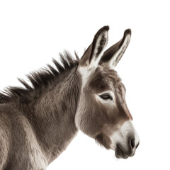 Obraz premium portrait of a donkey isolated on transparent background cutout