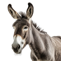 portrait of a donkey isolated on transparent background cutout