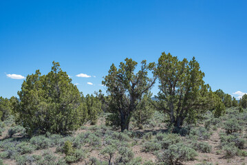 Fototapeta na wymiar A Pinyon juniper woodland encroaching into sagebrush shrubland in White Pine County, Nevada. Young Utah juniper trees are visible growing up in the interspaces and will eventually outcompete the Wyomi