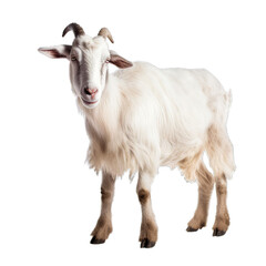 goat isolated on transparent background cutout