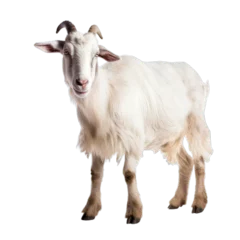 Fotobehang goat isolated on transparent background cutout © Papugrat