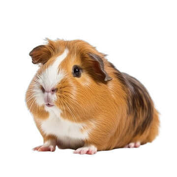 country pig isolated on transparent background cutout