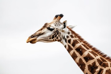 Naklejka premium majestic giraffe against a blue sky background in close-up view Generative AI