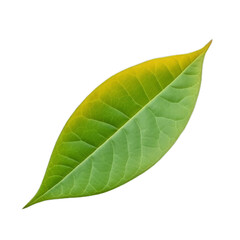 Fototapeta na wymiar green leaf isolated on transparent background cutout