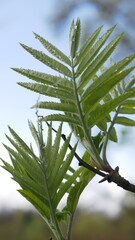 Acacia in early spring - young fresh leaves of acacia on the background of grass and trees. Beautiful spring landscape - an acacia branch in the bright sun in a spring park.