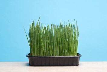 Green grass in pot on table, blue background