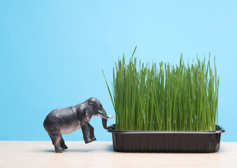 Toy elephant and grass in a pot on table, blue background