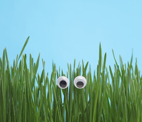 Goggles in the grass on a blue background
