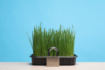 Padlock and grass in pot on table, blue background. Save plant