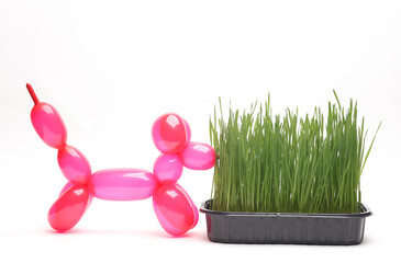 Inflatable balloon dog and grass in a pot, isolated on white background