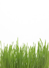 Green grass with dew isolated on white background