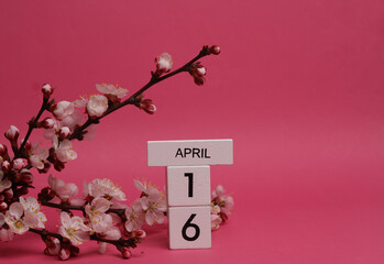 Wooden block calendar with date april 16 and peach blossom branch on pink background. spring time, planning, holiday
